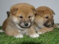 shiba-inu-stenci-small-0