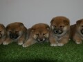 shiba-inu-stenci-small-2