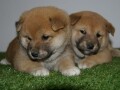 shiba-inu-stenci-small-1