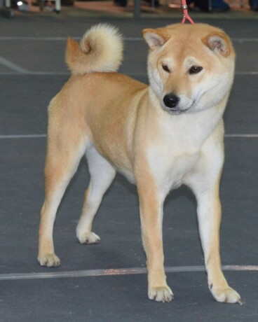 shiba-inu-stenci-big-3