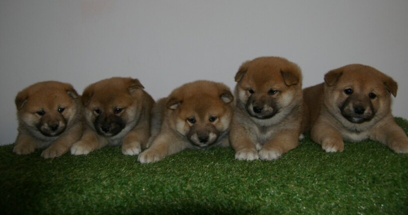 shiba-inu-stenci-big-2