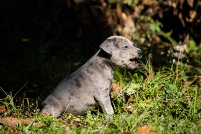 americki-pit-bull-terijer-stenci-big-0