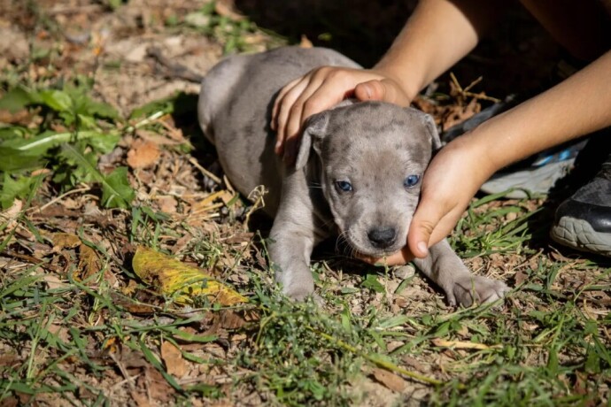 americki-pit-bull-terijer-stenci-big-2