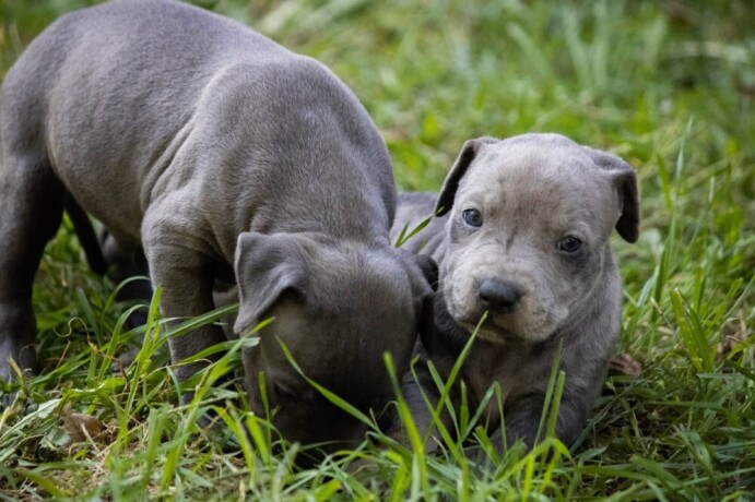 americki-pit-bull-terijer-stenci-big-1