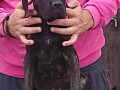 cane-corso-oba-pola-starost-35-meseca-small-0