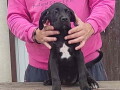 cane-corso-oba-pola-starost-35-meseca-small-2