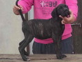 cane-corso-oba-pola-starost-35-meseca-small-1