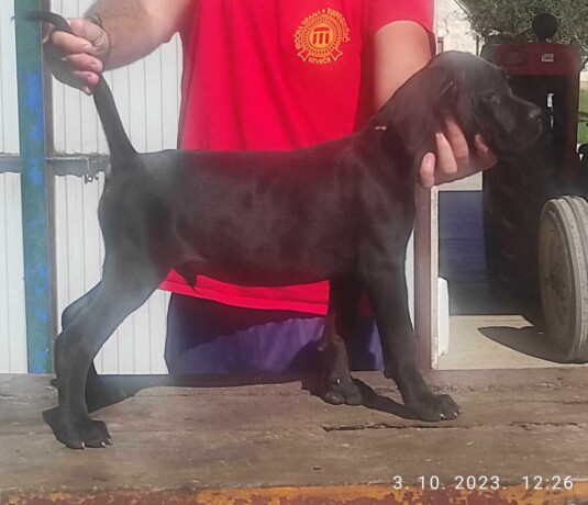 cane-corso-oba-pola-starost-35-meseca-big-4