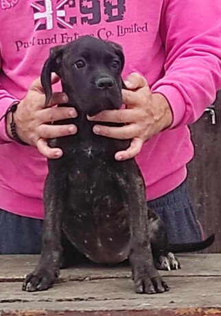 cane-corso-oba-pola-starost-35-meseca-big-0