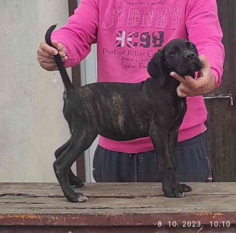 cane-corso-oba-pola-starost-35-meseca-big-1