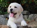 labrador-retriver-top-ponuda-small-2