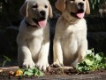 labrador-retriver-top-ponuda-small-3