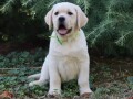 labrador-retriver-top-ponuda-small-0