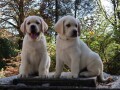 labrador-retriver-top-ponuda-small-4