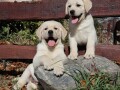 labrador-retriver-top-ponuda-small-1