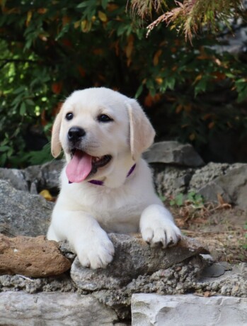 labrador-retriver-top-ponuda-big-2