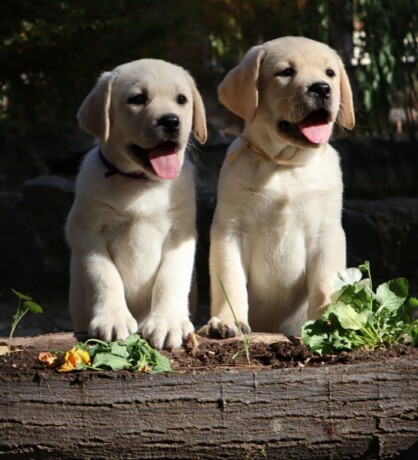 labrador-retriver-top-ponuda-big-3