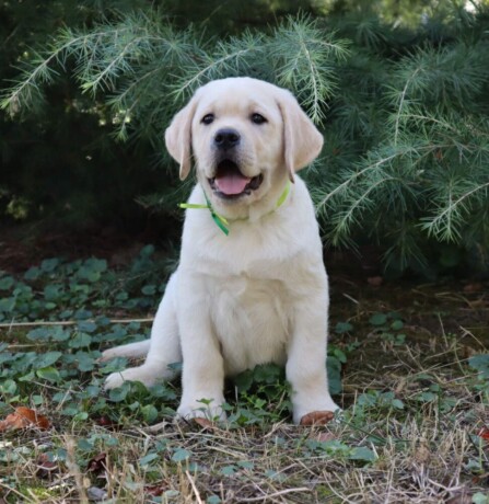 labrador-retriver-top-ponuda-big-0