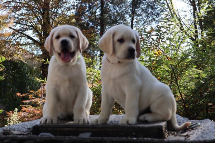 labrador-retriver-top-ponuda-big-4