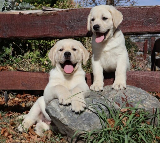 labrador-retriver-top-ponuda-big-1