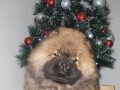 musko-crveno-stene-chow-chow-small-1