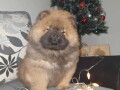 musko-crveno-stene-chow-chow-small-0