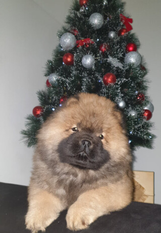 musko-crveno-stene-chow-chow-big-1