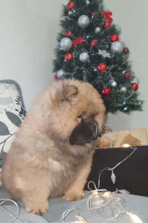 musko-crveno-stene-chow-chow-big-2