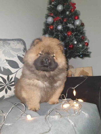 musko-crveno-stene-chow-chow-big-0