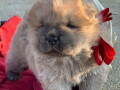 stenci-chow-chow-na-prodaju-small-3