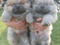 stenci-chow-chow-na-prodaju-small-2