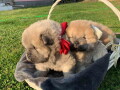 stenci-chow-chow-na-prodaju-small-4