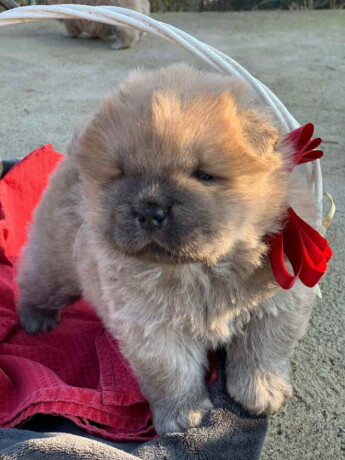 stenci-chow-chow-na-prodaju-big-3