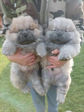 stenci-chow-chow-na-prodaju-big-2