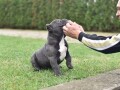american-bully-egzotic-small-1