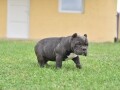 american-bully-egzotic-small-2