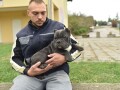 american-bully-egzotic-small-0