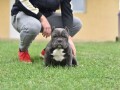 american-bully-egzotic-small-3