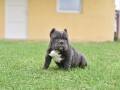 american-bully-egzotic-small-4