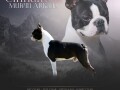 boston-terrier-kennel-srckys-muzjaci-za-parenje-small-1