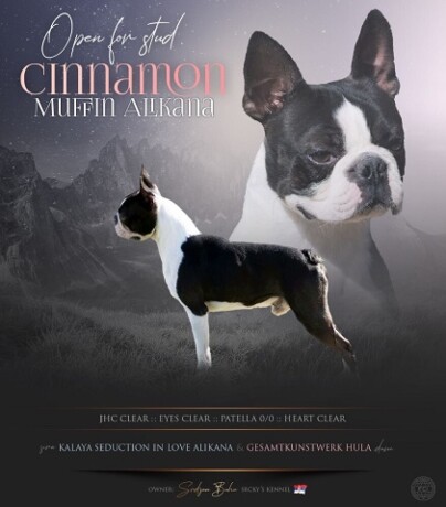 boston-terrier-kennel-srckys-muzjaci-za-parenje-big-1