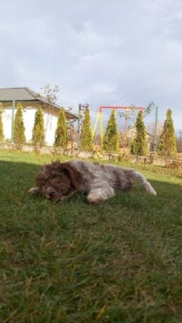 lagotto-romanjolo-jos-2-muzjaka-big-2