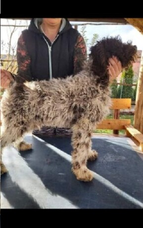 lagotto-romanjolo-jos-2-muzjaka-big-1