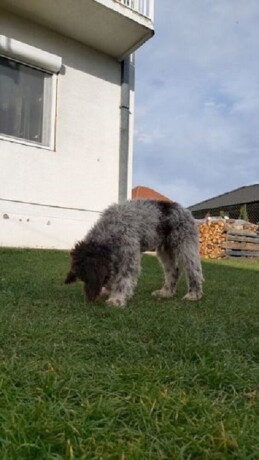 lagotto-romanjolo-jos-2-muzjaka-big-3