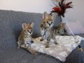 tica-registered-savannah-kittens-for-sale-small-2
