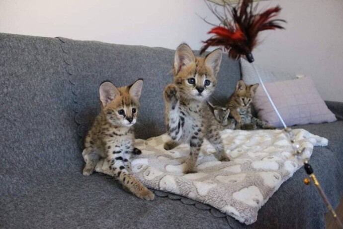tica-registered-savannah-kittens-for-sale-big-2