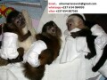 top-quality-baby-capuchin-monkeys-for-sale-small-0