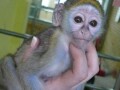 top-quality-baby-capuchin-monkeys-for-sale-small-1