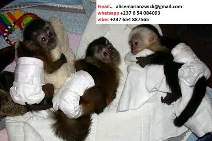 top-quality-baby-capuchin-monkeys-for-sale-big-0