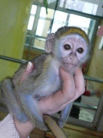 top-quality-baby-capuchin-monkeys-for-sale-big-1